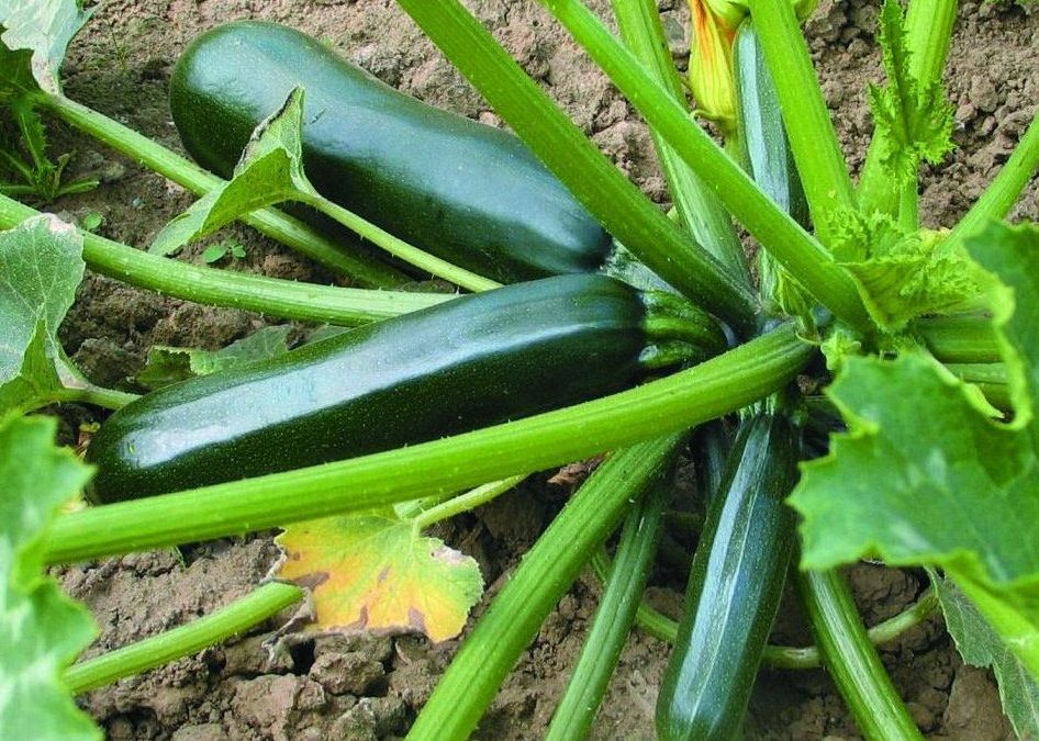 Zonnig nieuws uit de Tuinderij