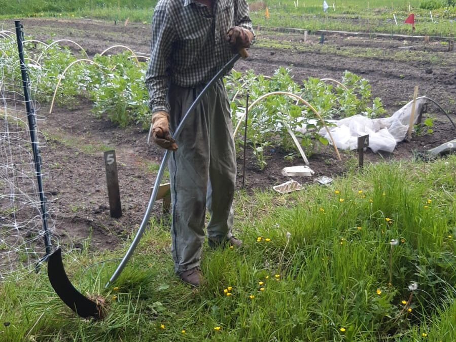 Prima oogstjaar 2024